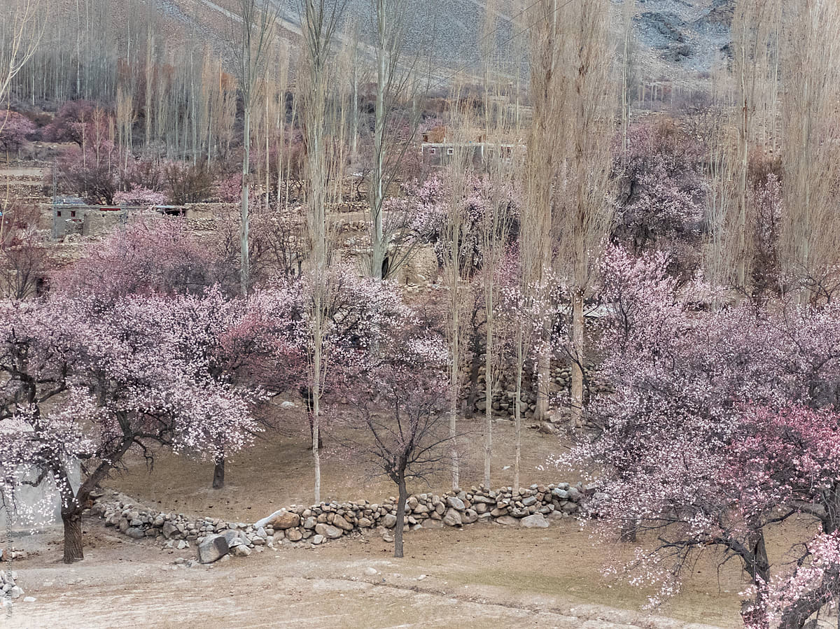 Cherry Blossom in Hunza, Gilgit Baltistan, Pakistan