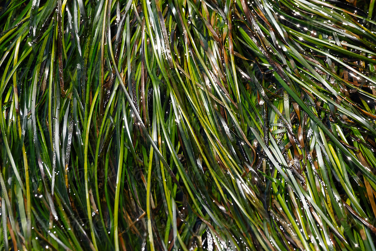 Green Seaweed Nature Texture