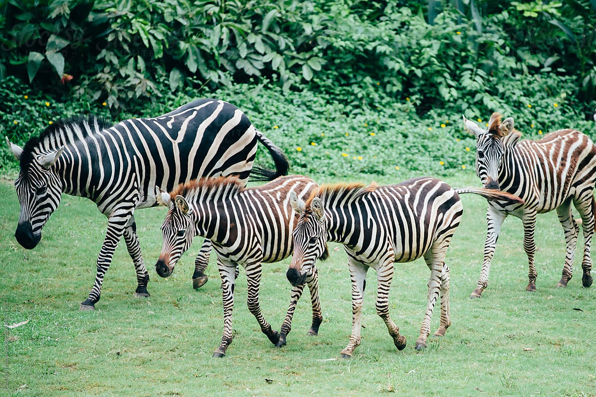 zebra group walking