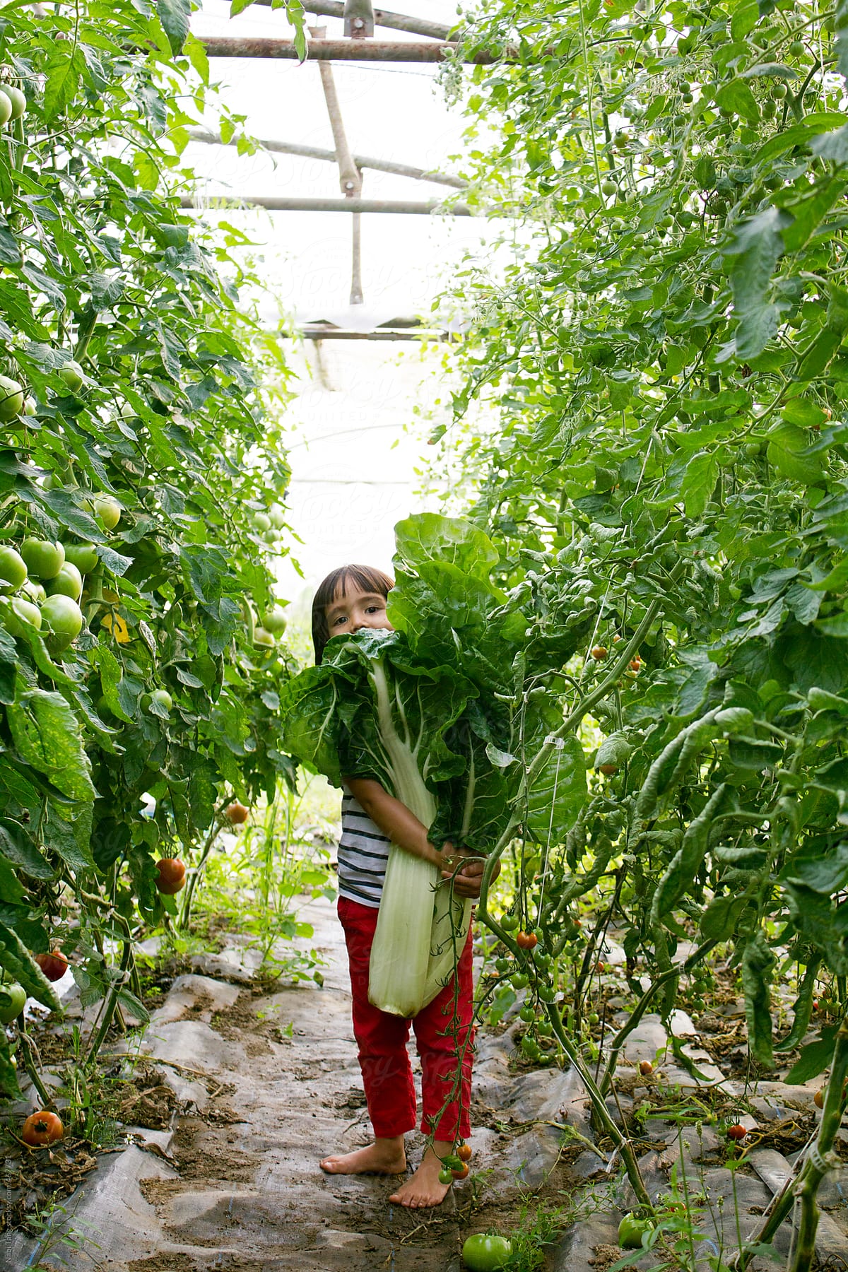 Cute little kid carrying huge vegetable in organic farm