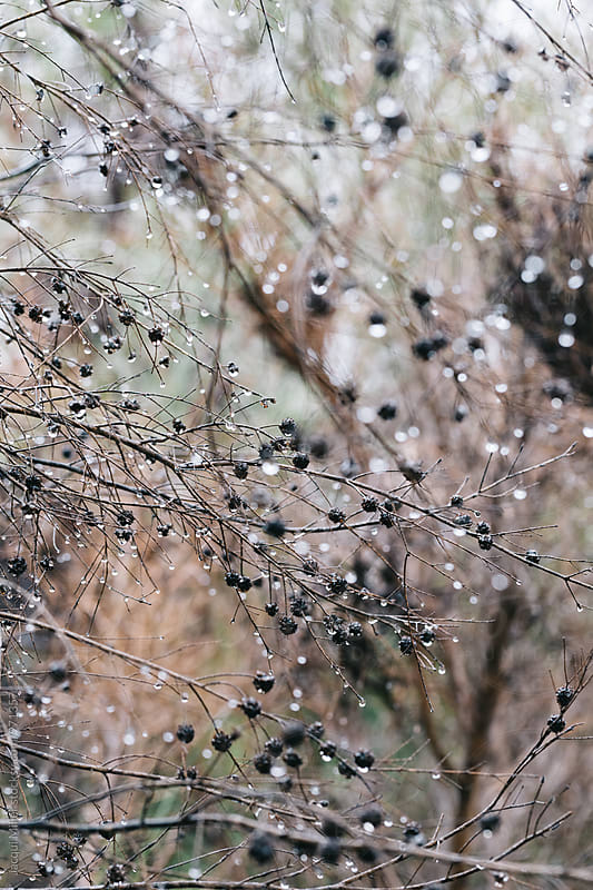 Twigs and water droplets on deciduous tree in bush, in Autumn