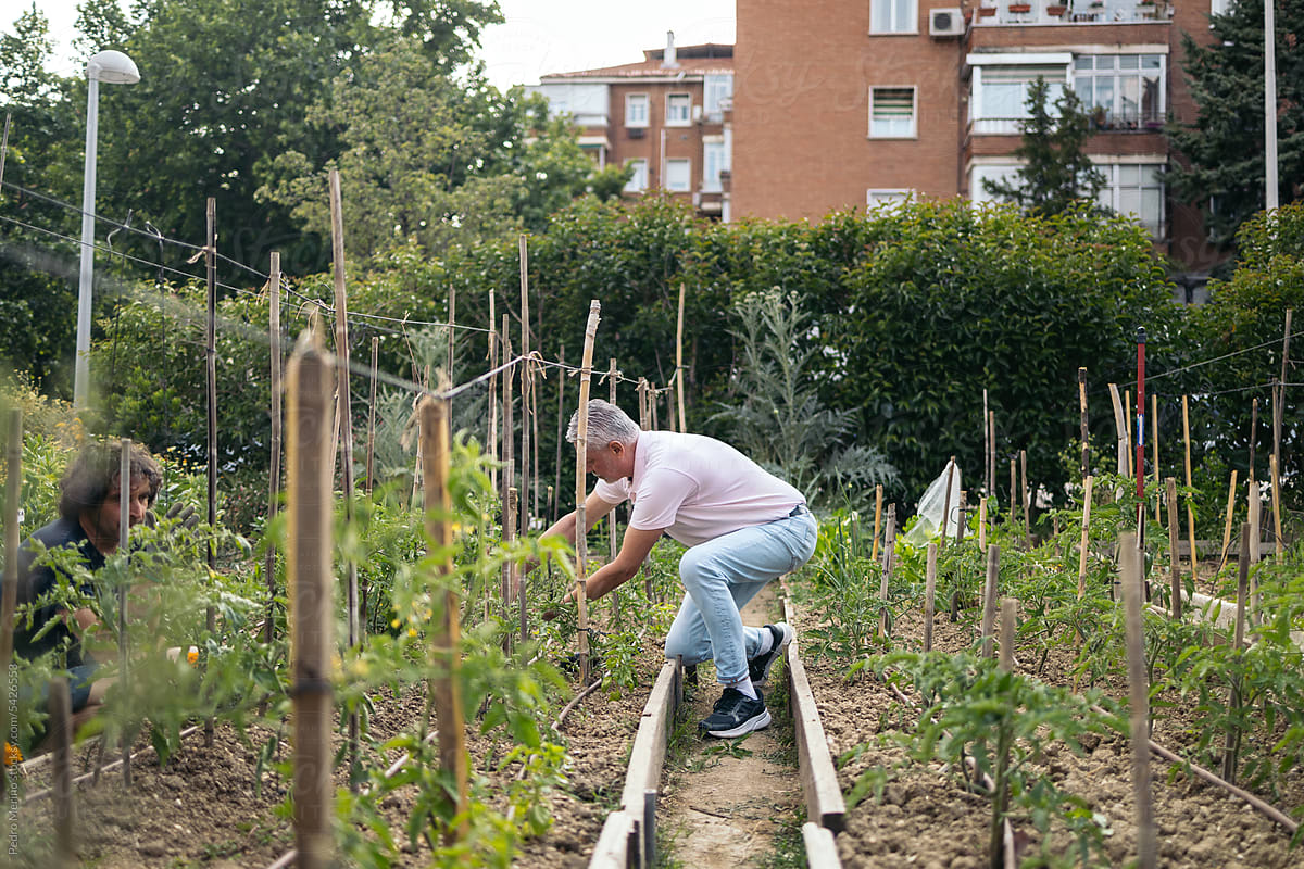 Senior man gardening in an urban orchard
