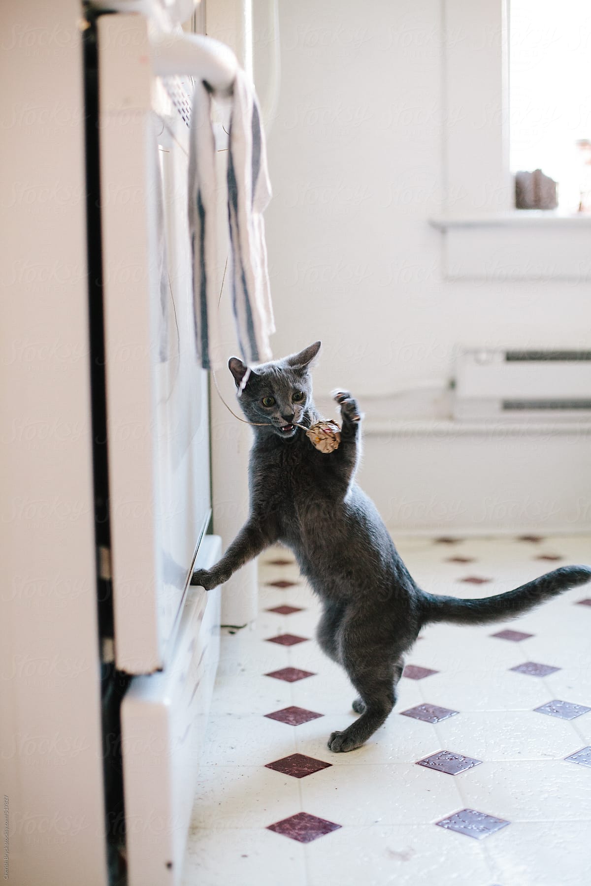 Playful kitten in the kitchen.