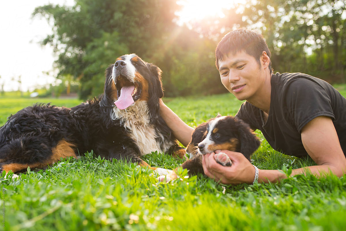 Asian man with Bernese dog outdoor in the sunny lawn