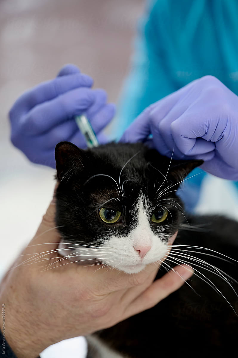 doctor giving a vaccine  in a cat