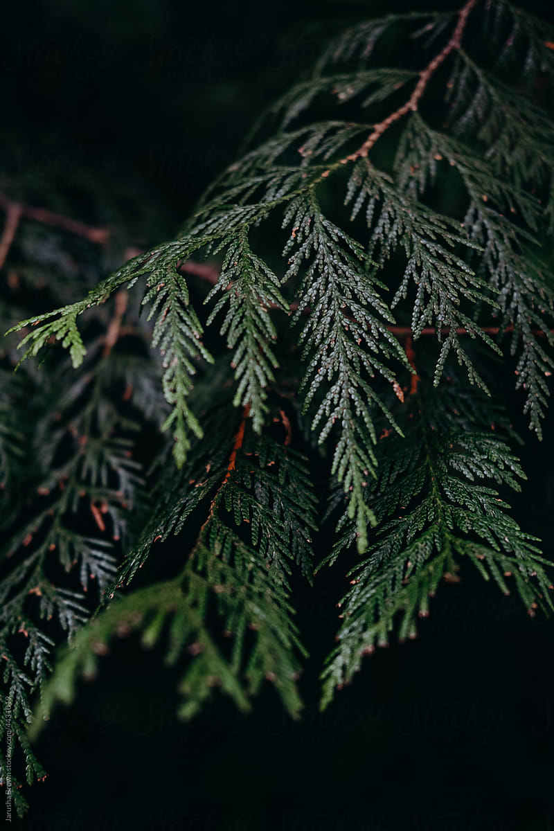 Closeup image of a cedar branches in the forest.