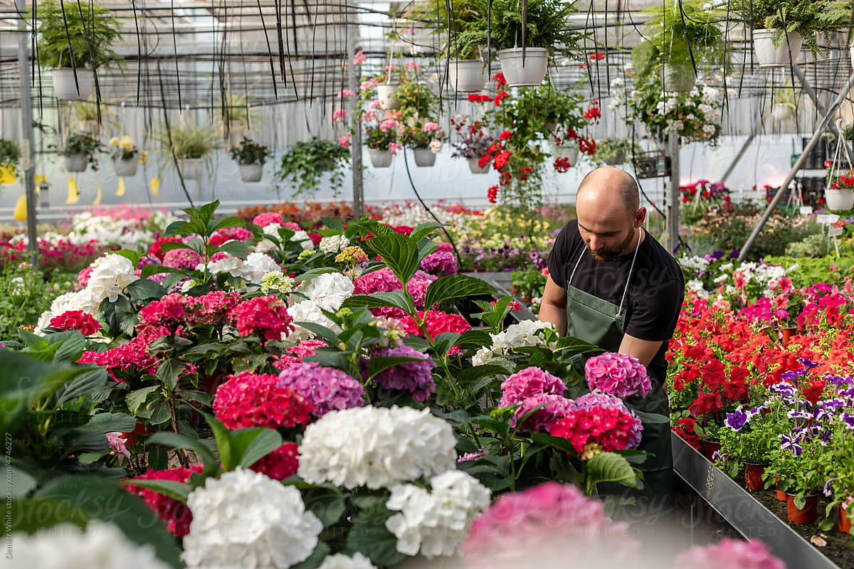 Man with beard works with flowers inside greenhouse