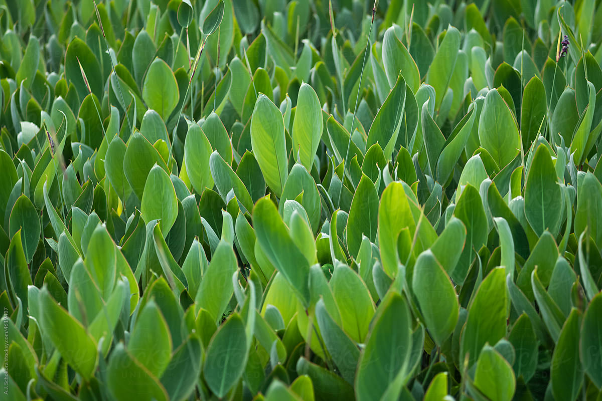 Lush Green Botanical Vibes