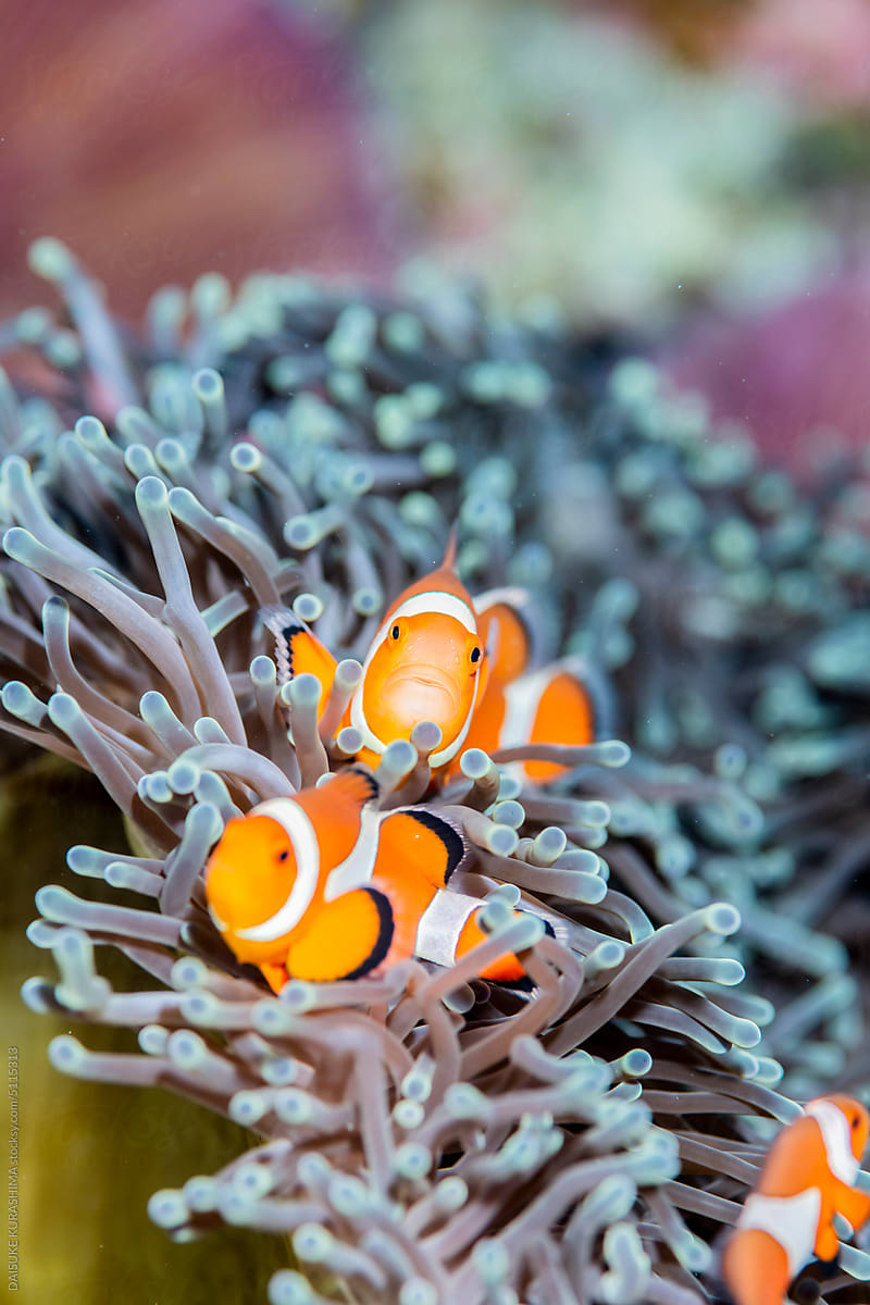 A Clownfish lives in an anemone.