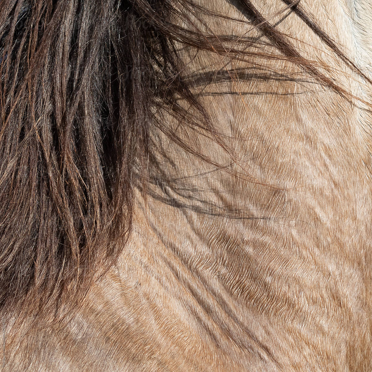 Close-up of horse\'s neck