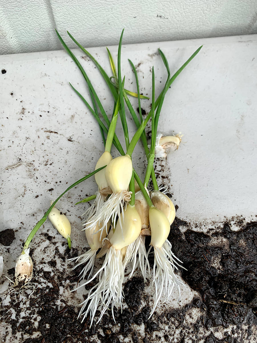 Garlic sprouting