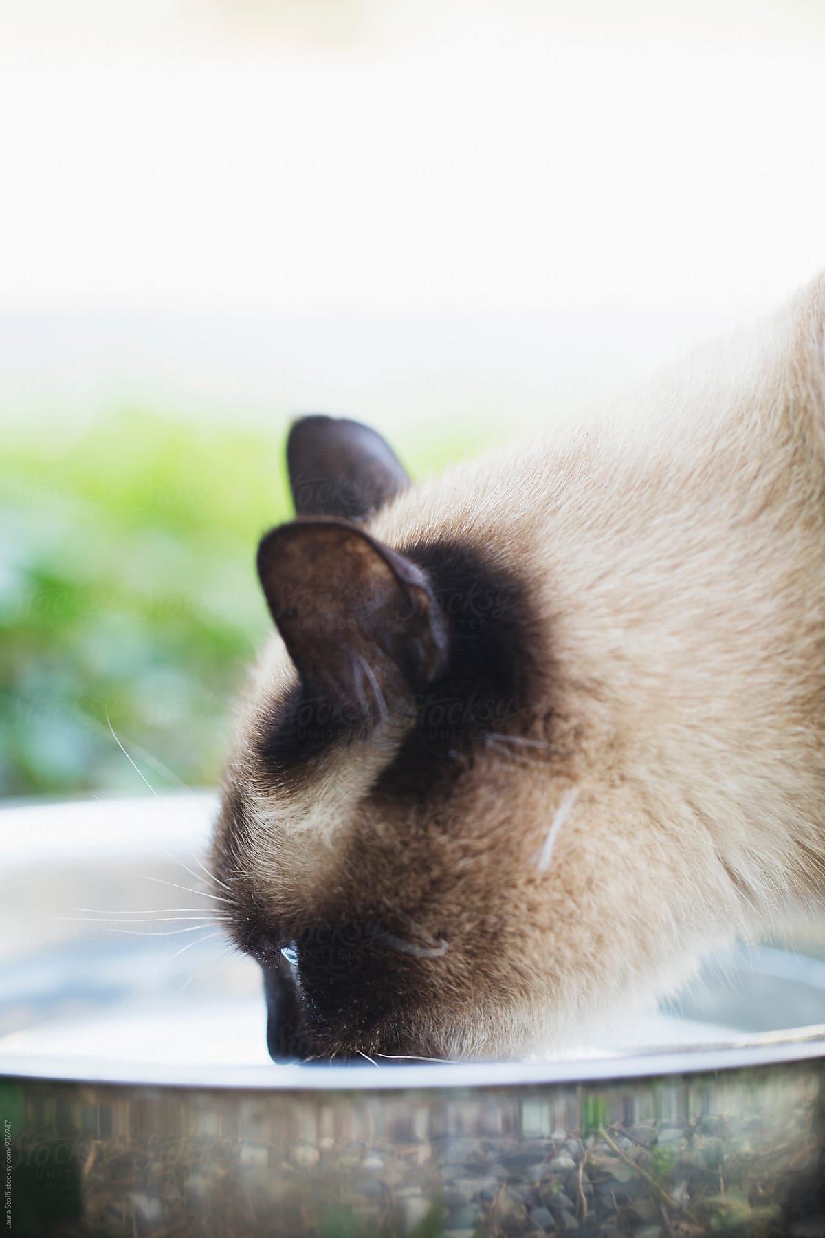 Extreme close up of siamese cat drinking water from metal bowl in sunny garden