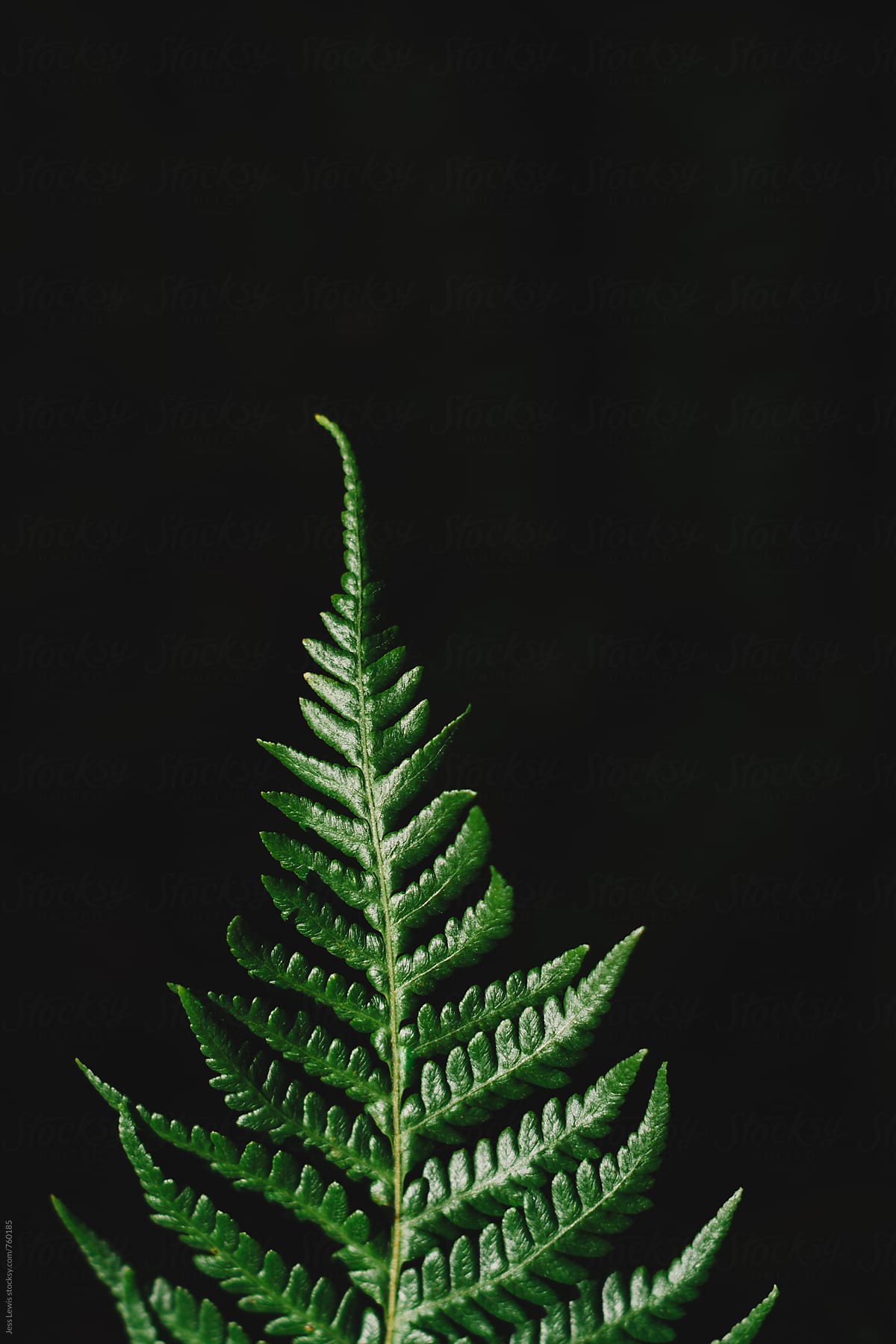 close up of a fern leaf