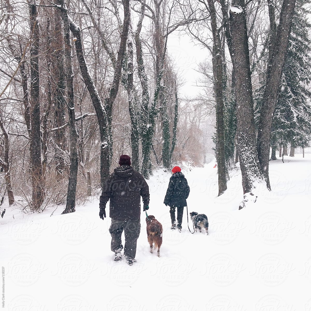 A couple walks their dogs in a snowstorm down a wooded lane in winter.