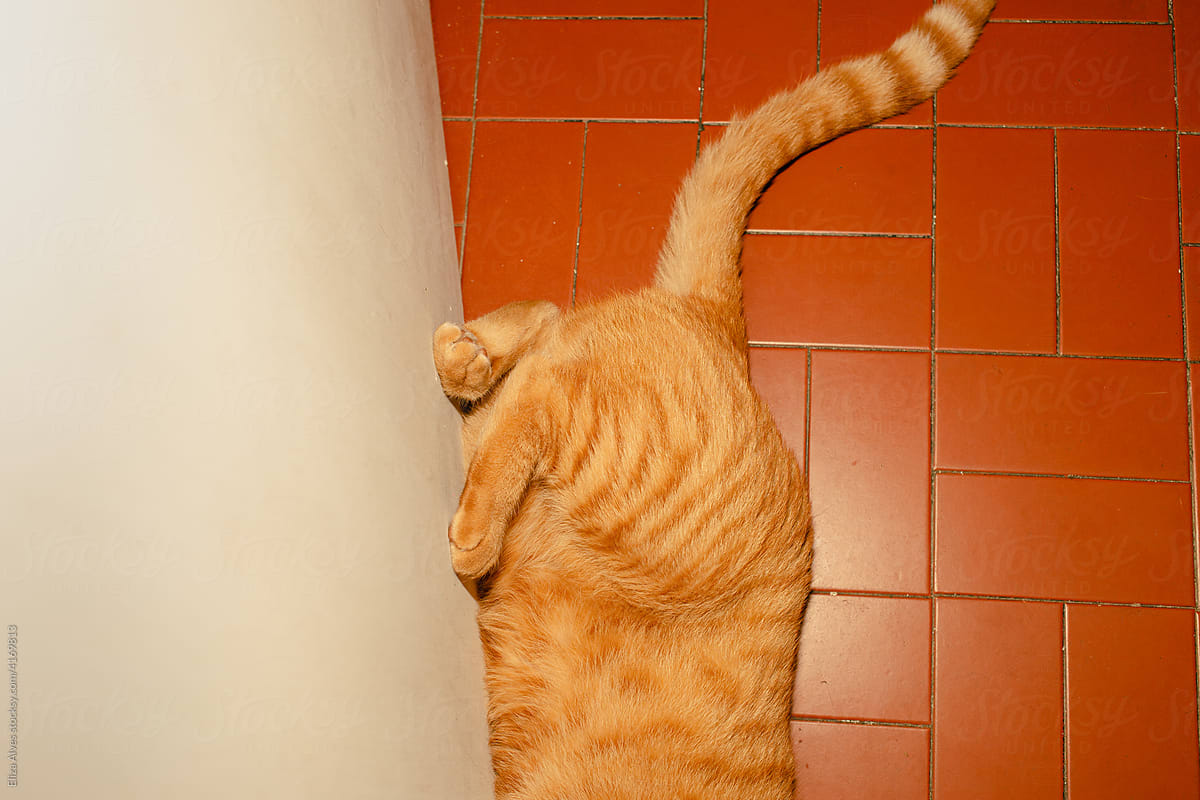 Closeup of a cat in the floor