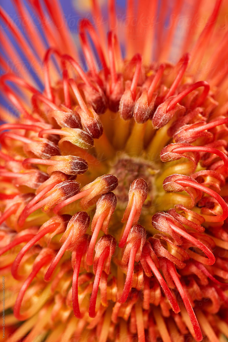 Natural pattern of pincushion protea with yellow-orange inflorescence