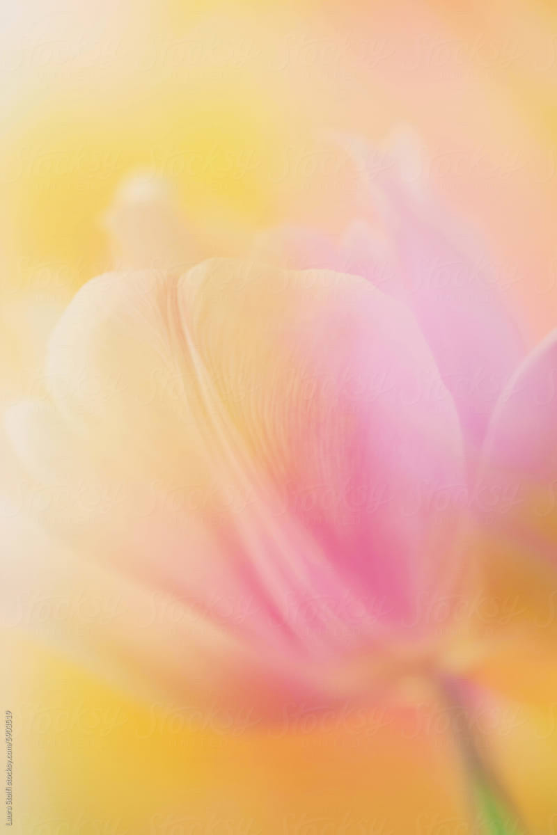 Ethereal spring tulip close up