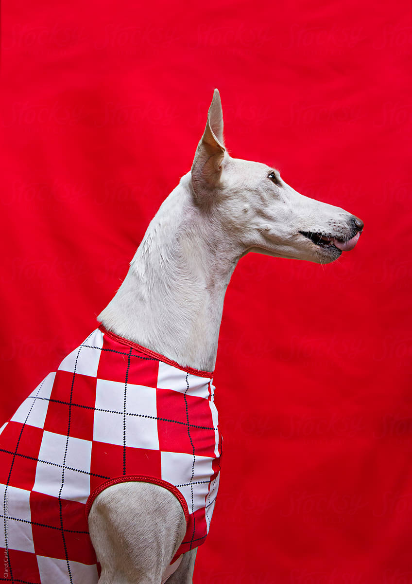 A greyhound dressed in a red suit. Attentive pose for hunt.