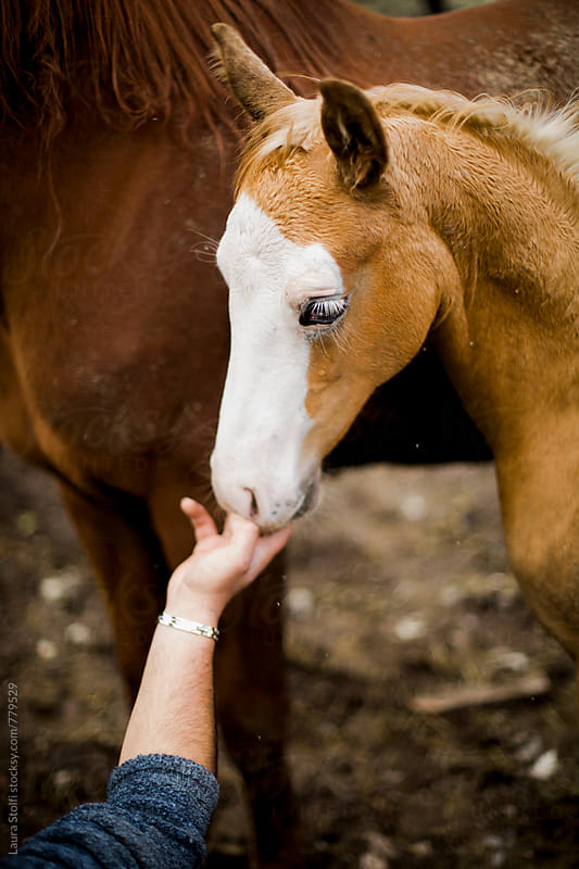 Young colt smelling man\'s hand while standing close to mother horse