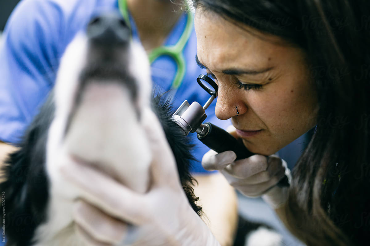 Female veterinary checking ear of dog