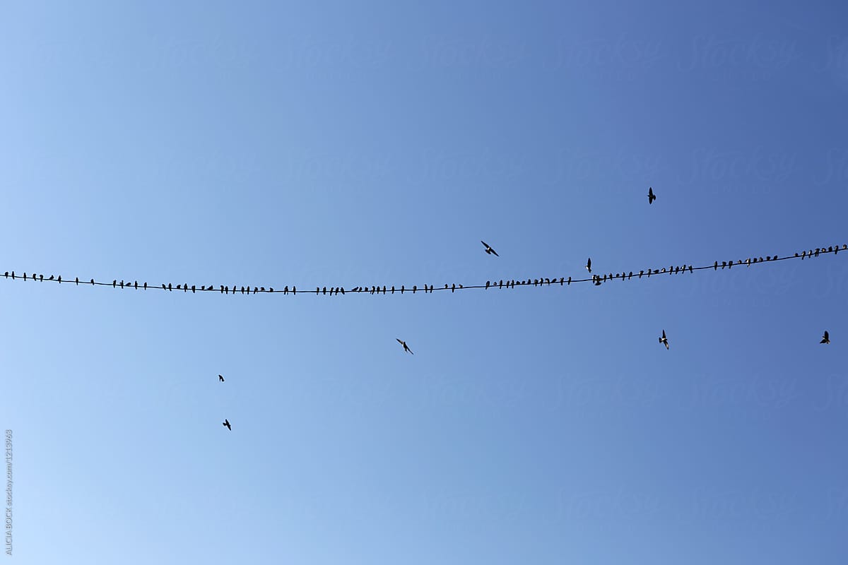 Birds Flying Above A Telephone Wire