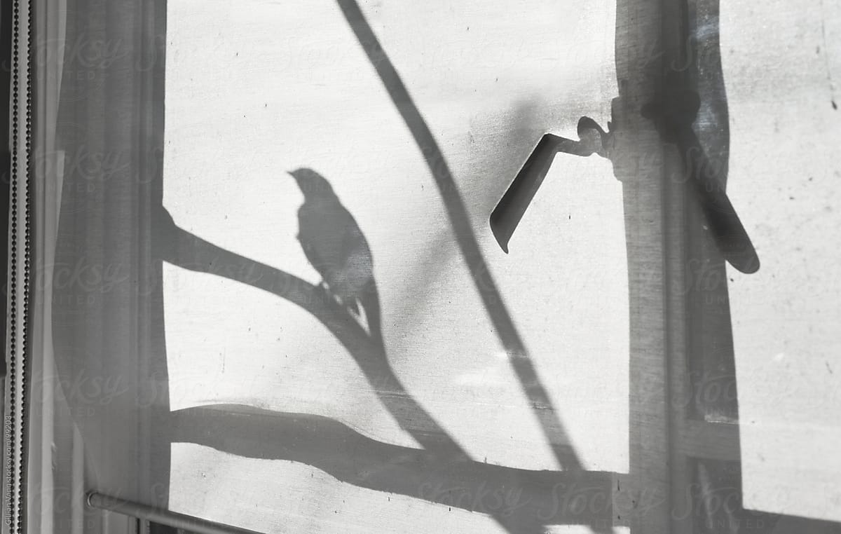bird shadow in window
