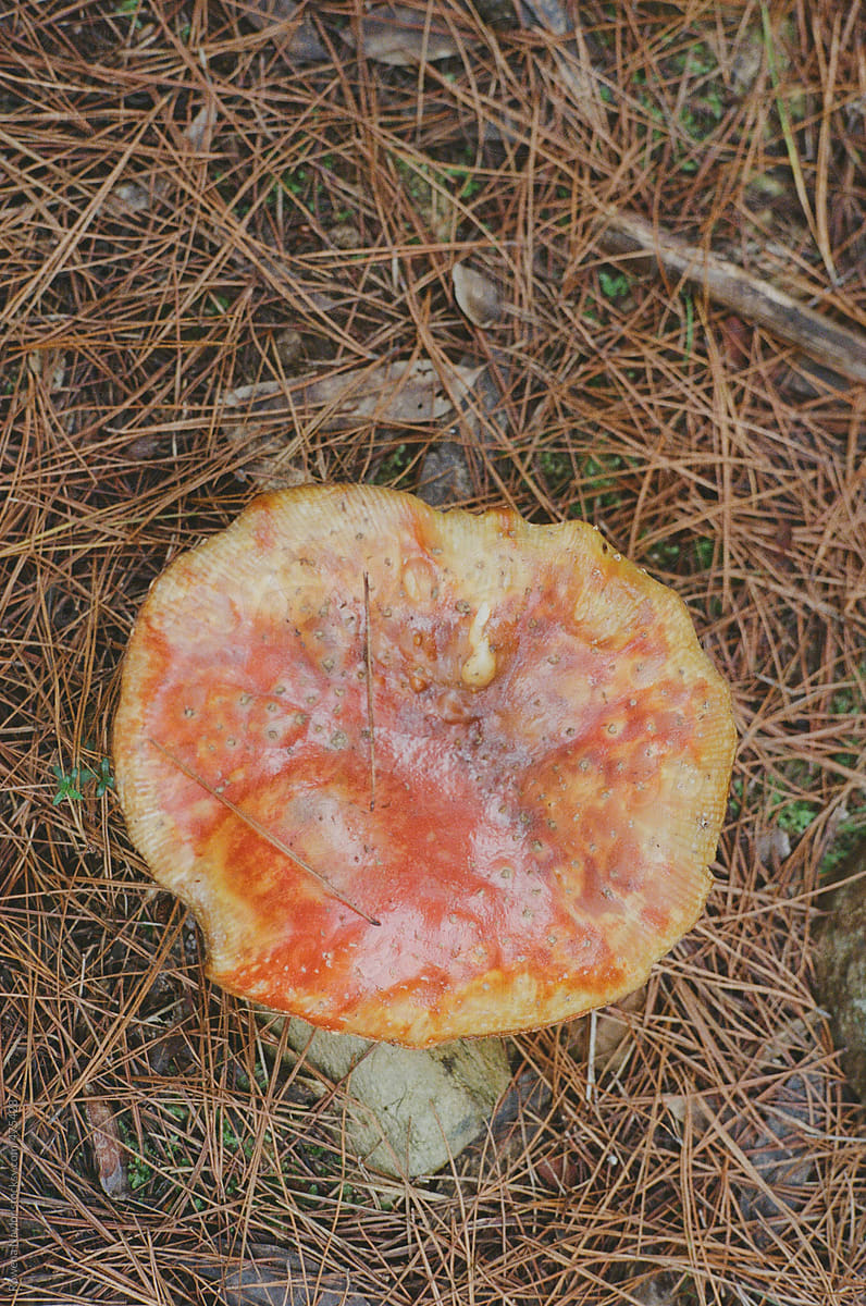Large old amanita muscaria mushroom in forest
