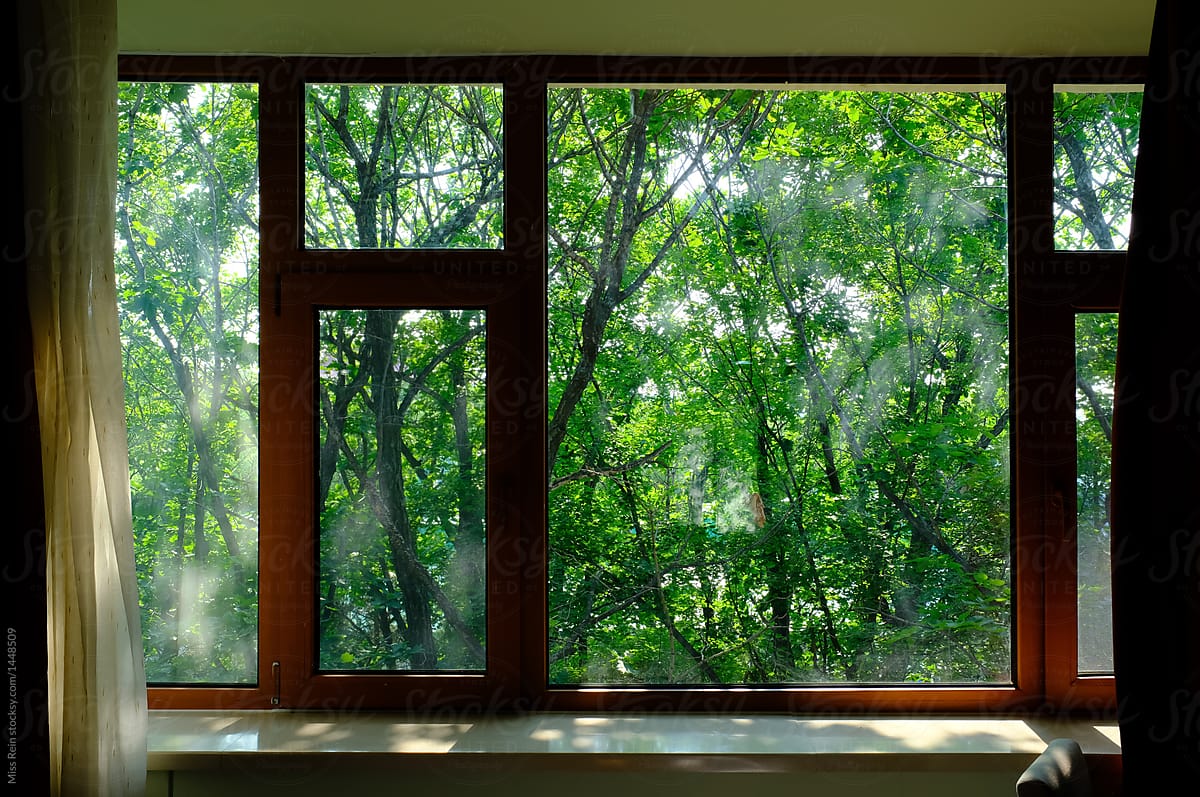 "Close-up Of Trees Seen Through Window" by Stocksy Contributor "Rein