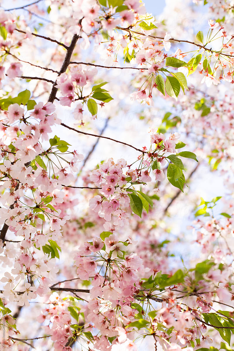 Spring Blossoms on Ornamental Cherry Tree Branches