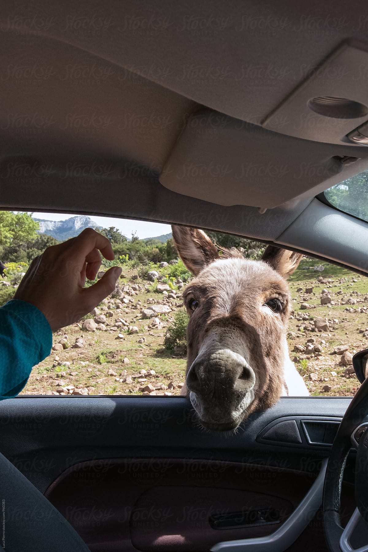 Donkey looking for food in a car