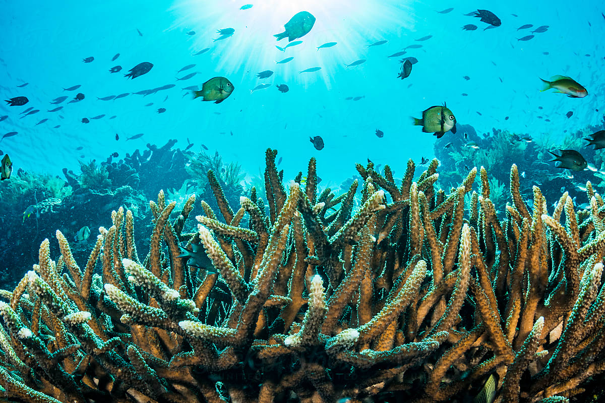 Staghorn Coral Reef by Stocksy Contributor Shane Gross - Stocksy