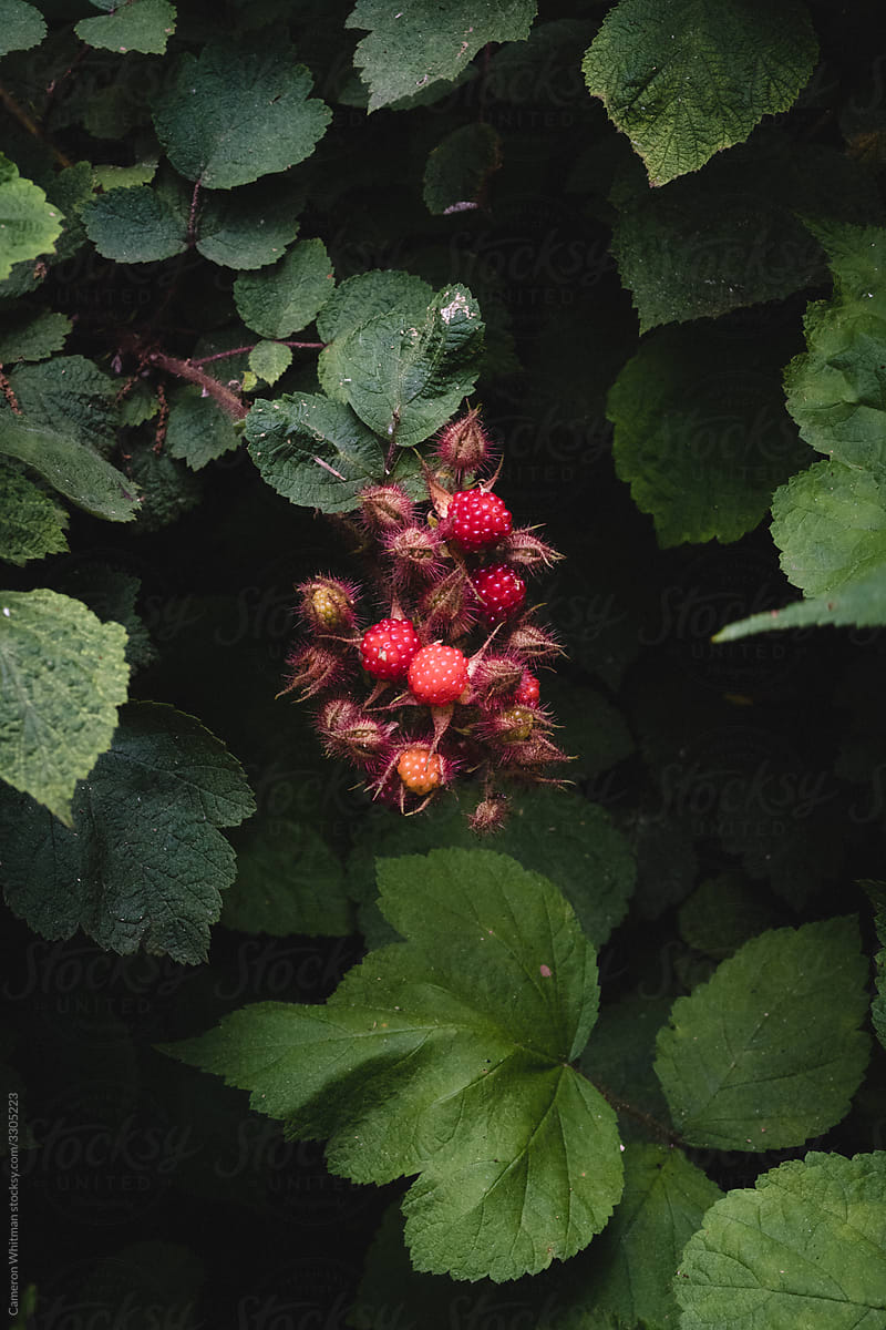 Red Wineberry cluster