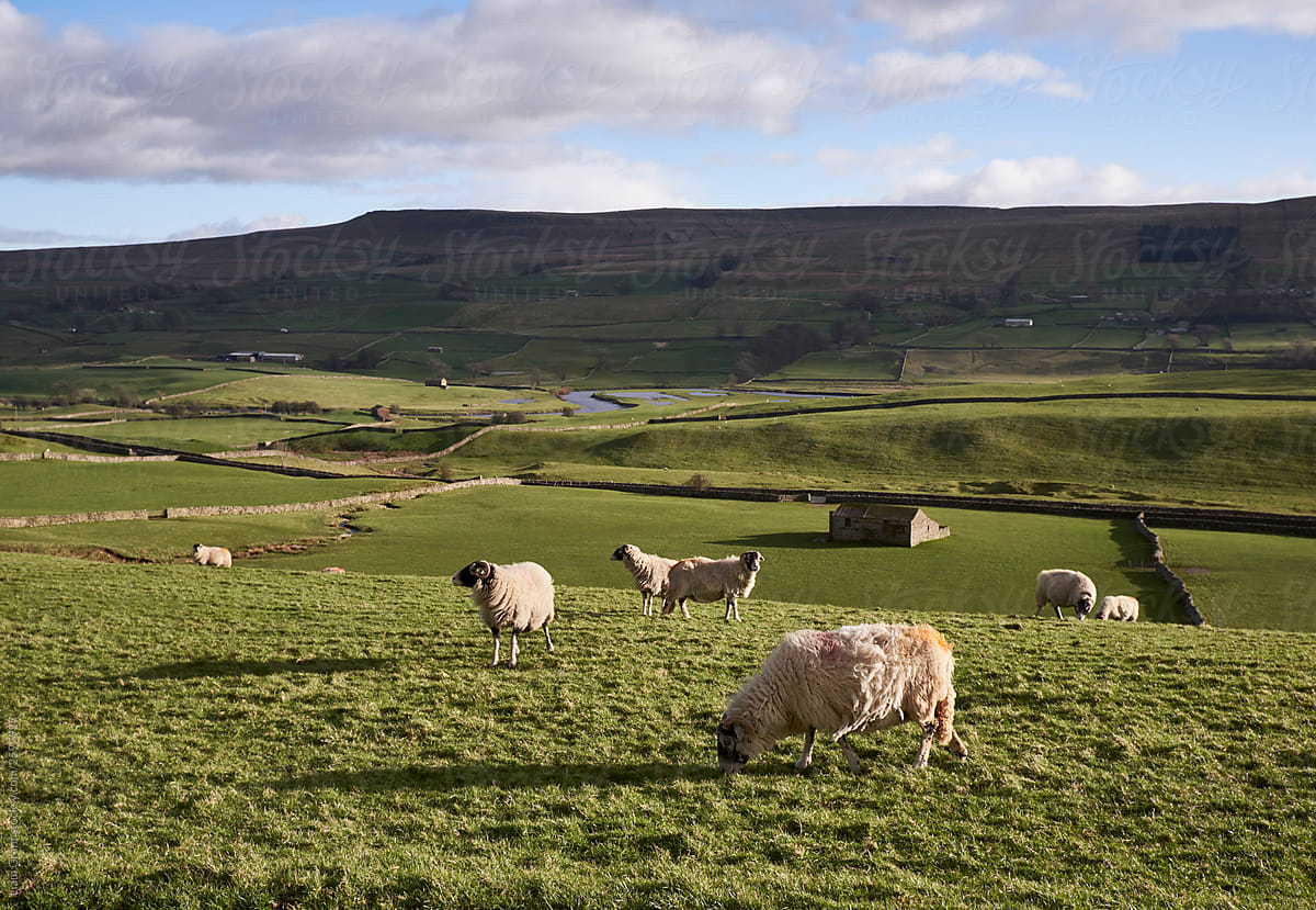 Swaledale sheep grazing on a hillside above Hawes. Wensleydale, Yorkshire, UK.