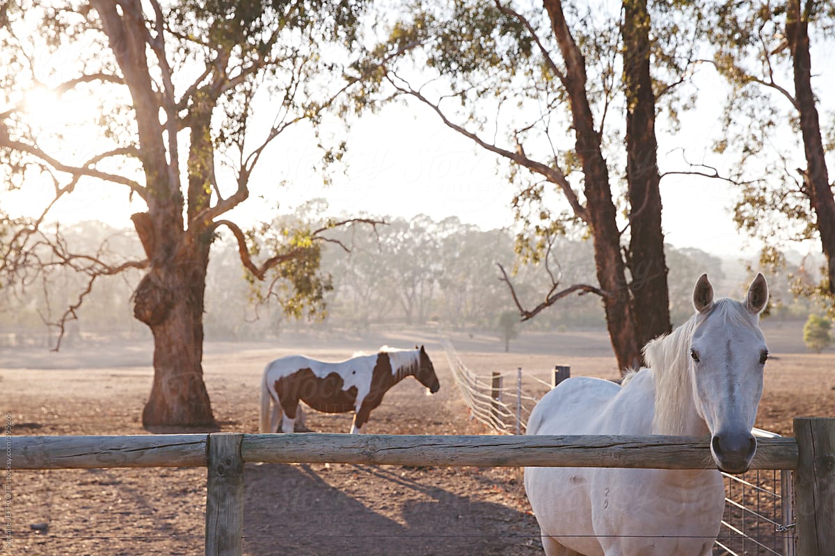 A white horse in a paddock in Australia