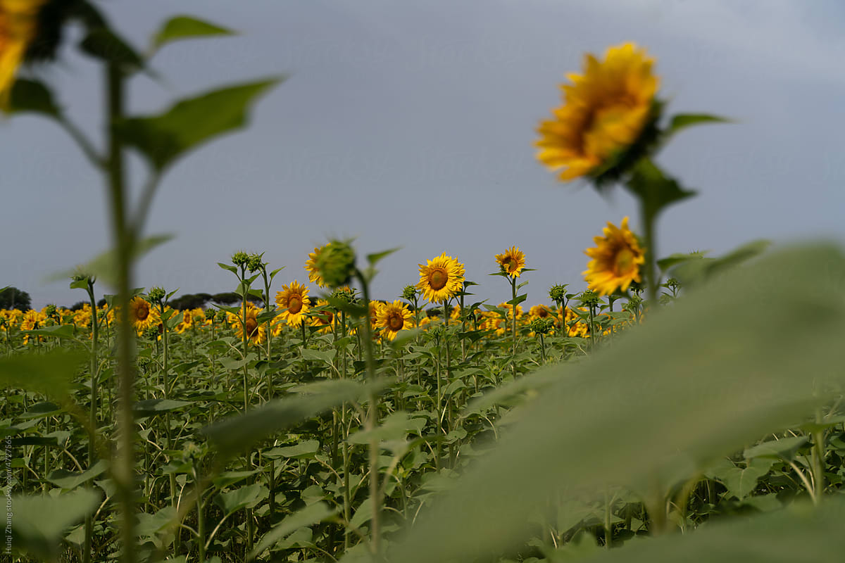 Sunflower fields under a blue sky