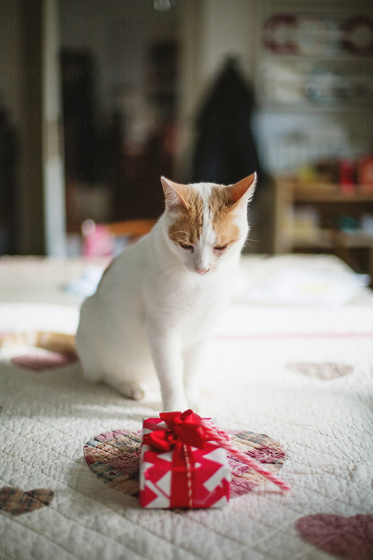White and ginger cat looking at wrapped present on kitchen table