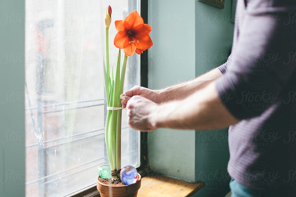 Man Tying Flower Top-heavy Amaryllis Plant with Ribbon