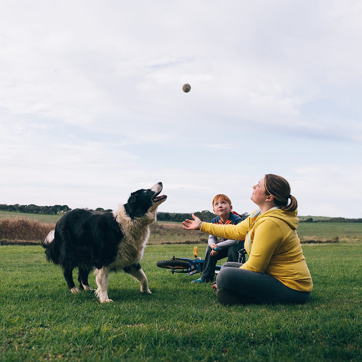 Playing catch with the family dog