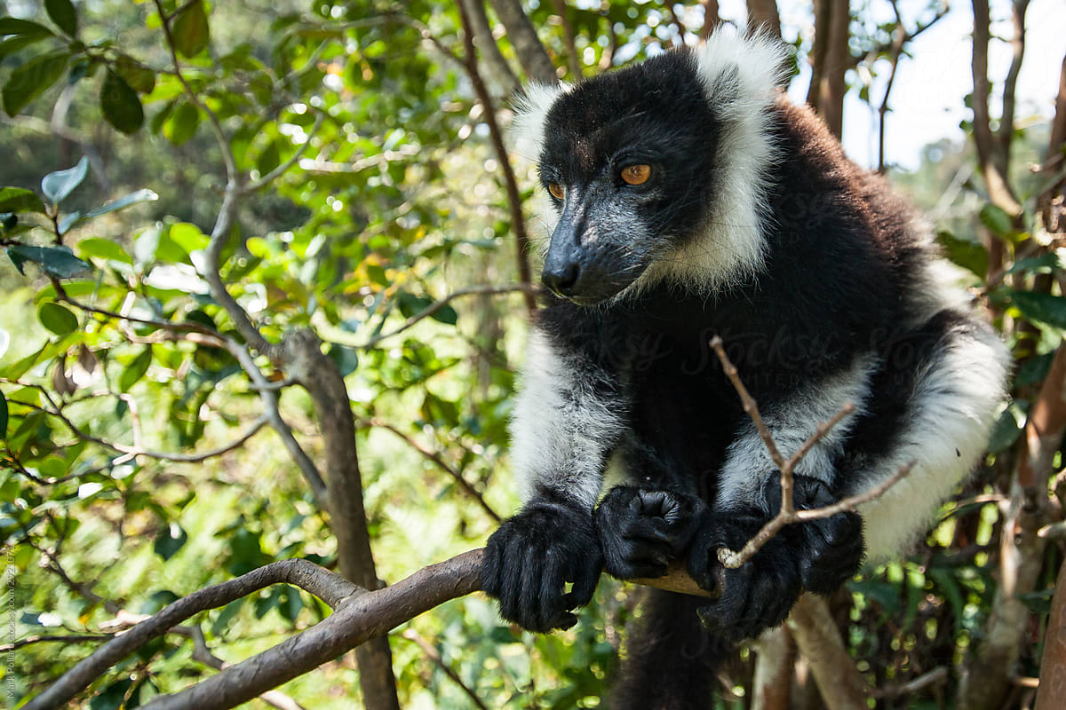 Portrait of an Elder Lemur