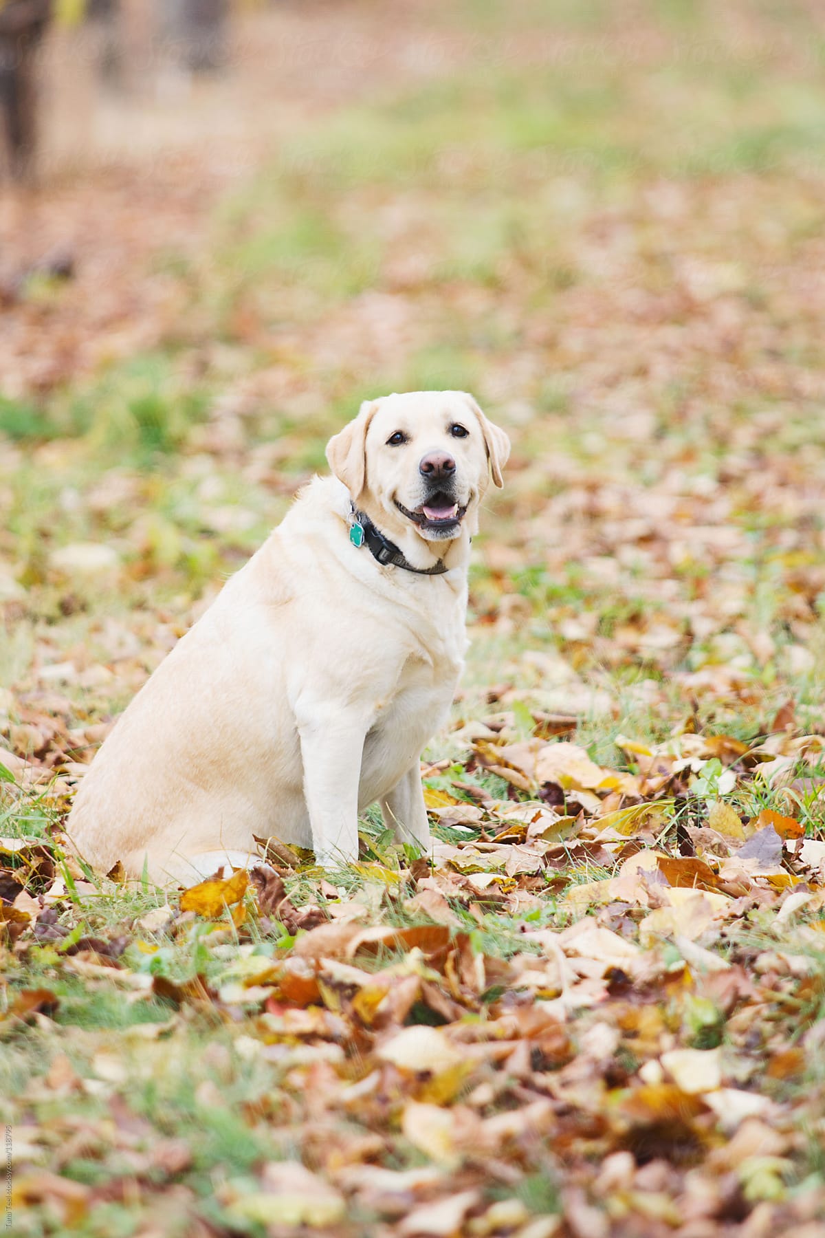 A golden lab sits in fall leaves