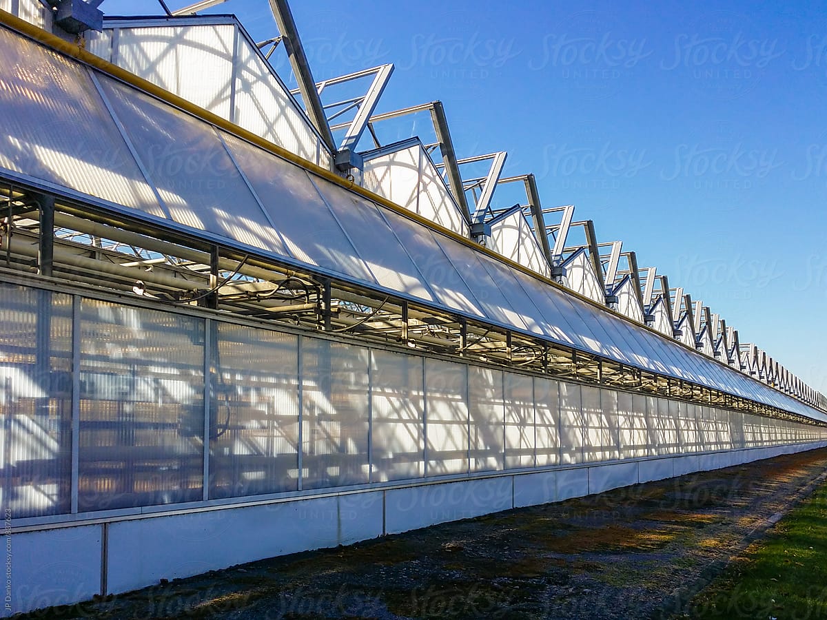 Row of Large Scale Industrial Greenhouse on Agricultural Farm Extending to Infinity