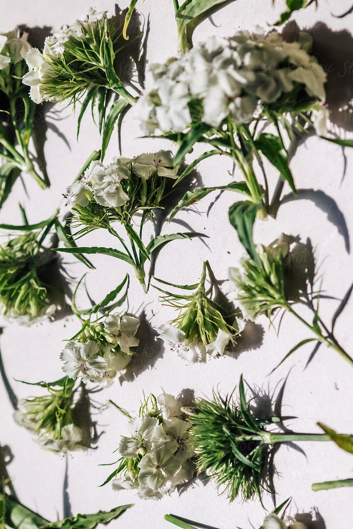 background, white flowers with green leaves in the sun, strong shadows