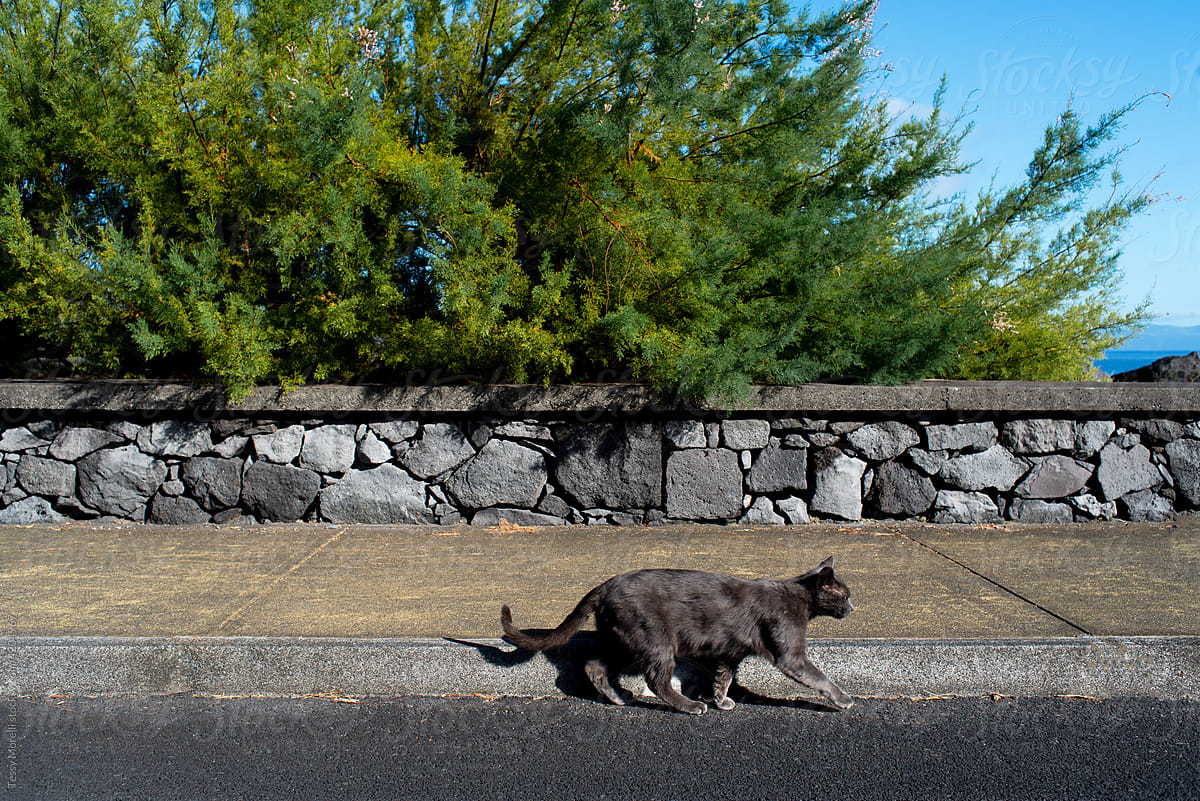 A black cat walking alongside the road