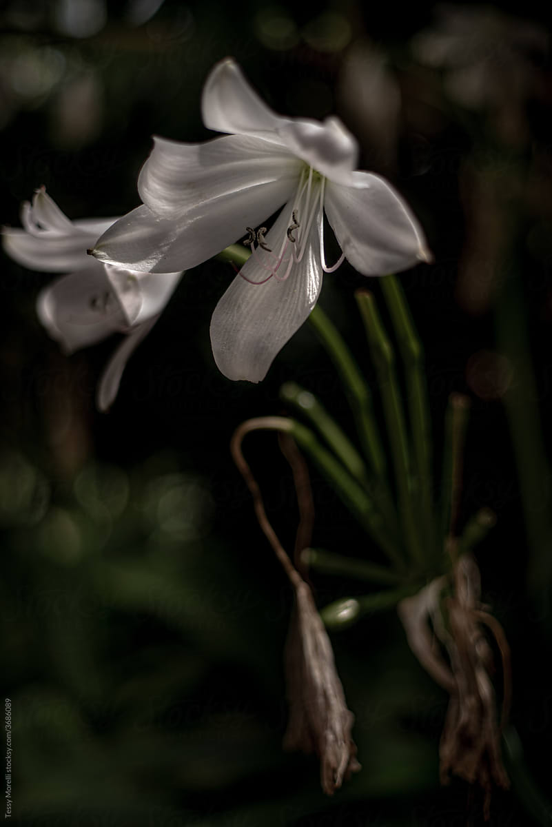 White delicate flower