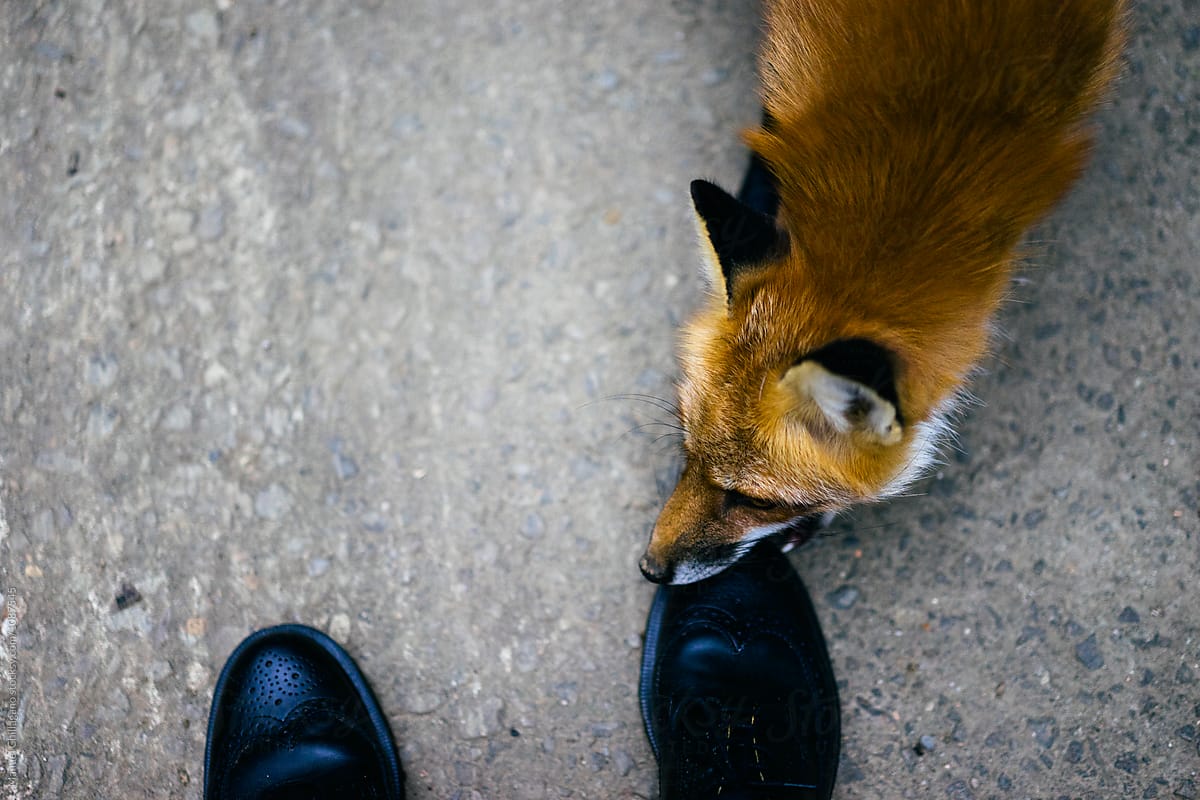 Red fox chewing on photographer's shoe