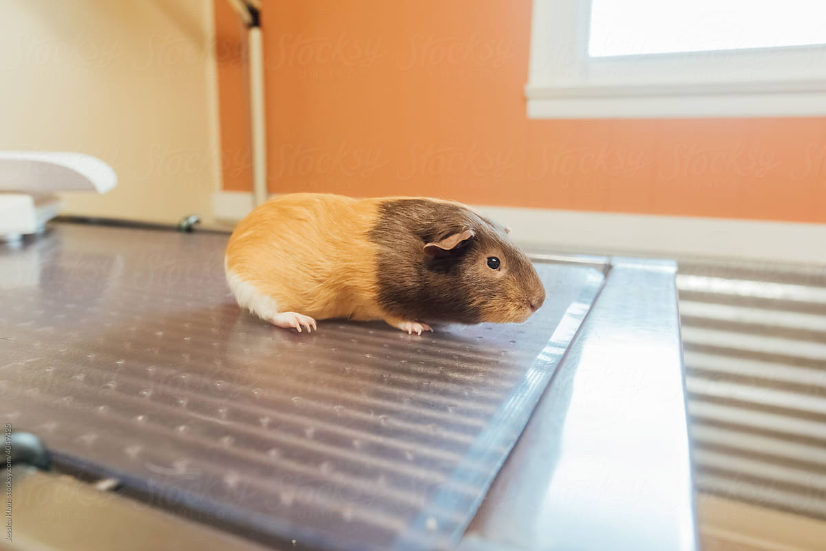 Guinea pig on top of medical table.