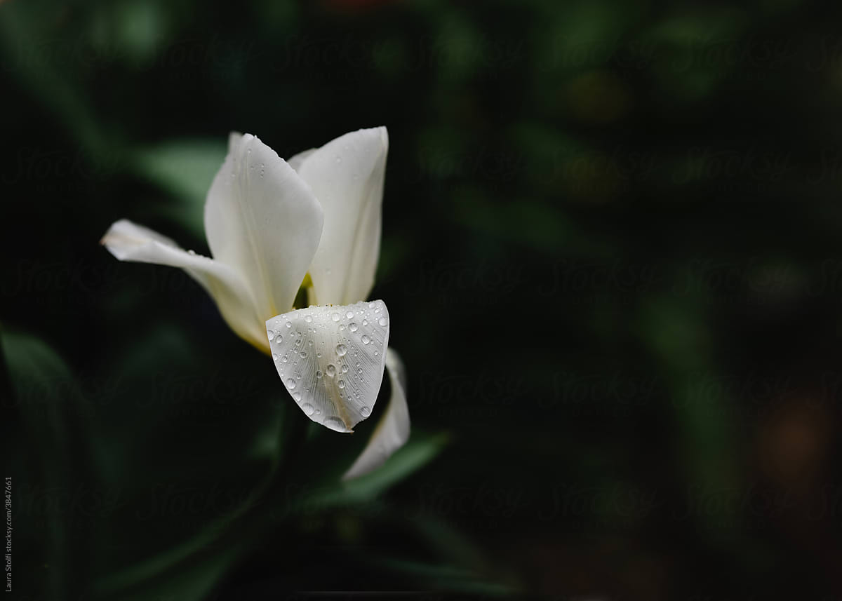 White tulip after the rain