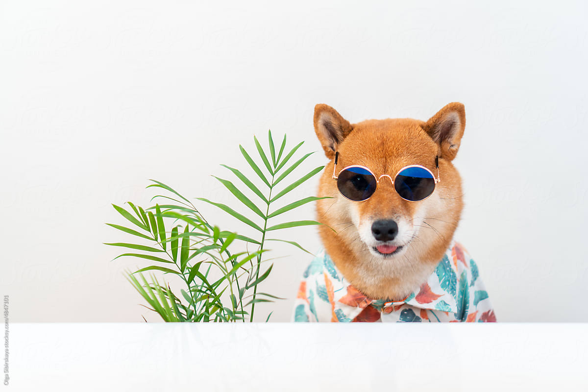 Dog in tropical outfit