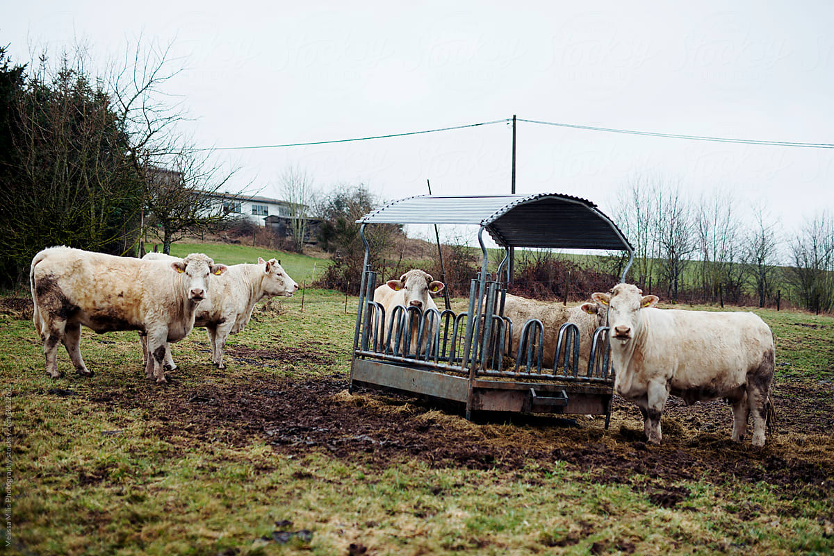 White cows outside with a manger bin