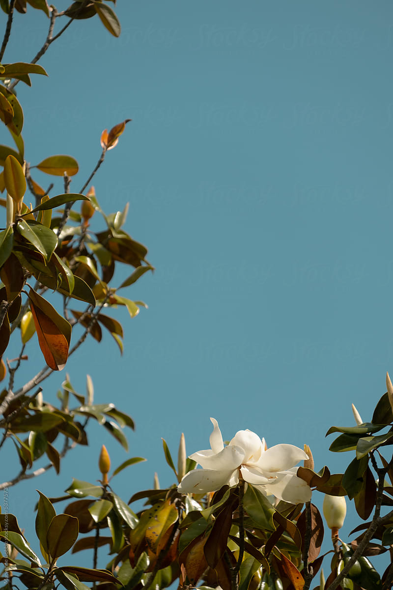 Magnolia Flower and Blue Sky Copyspace